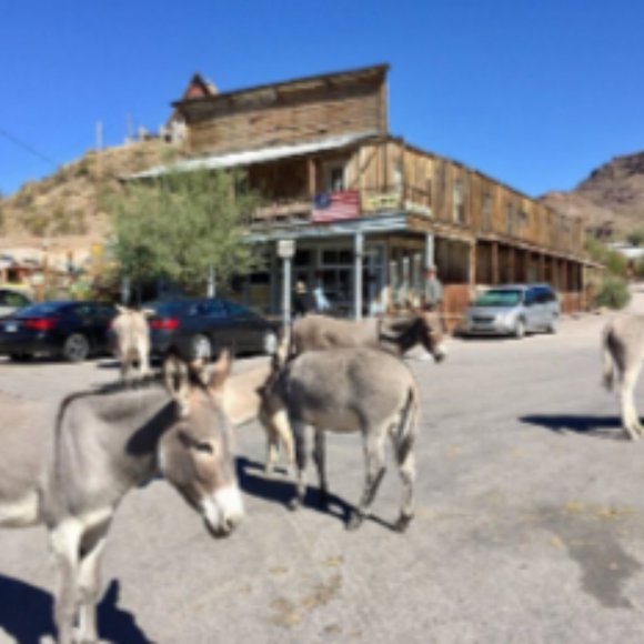 Reduced Rare Opportunity, Own A Nice Lot In Historic Oatman Arizona! Financing - Picture 2 of 12